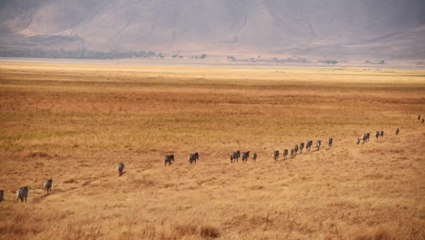 Gnus-Und-Zebras-Durchqueren-Die-Savanne