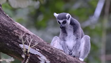 Un-Lémur-De-Cola-Anillada-Está-Sentado-En-Un-Tronco-De-árbol-Relajándose-Y-Mirando-Alrededor