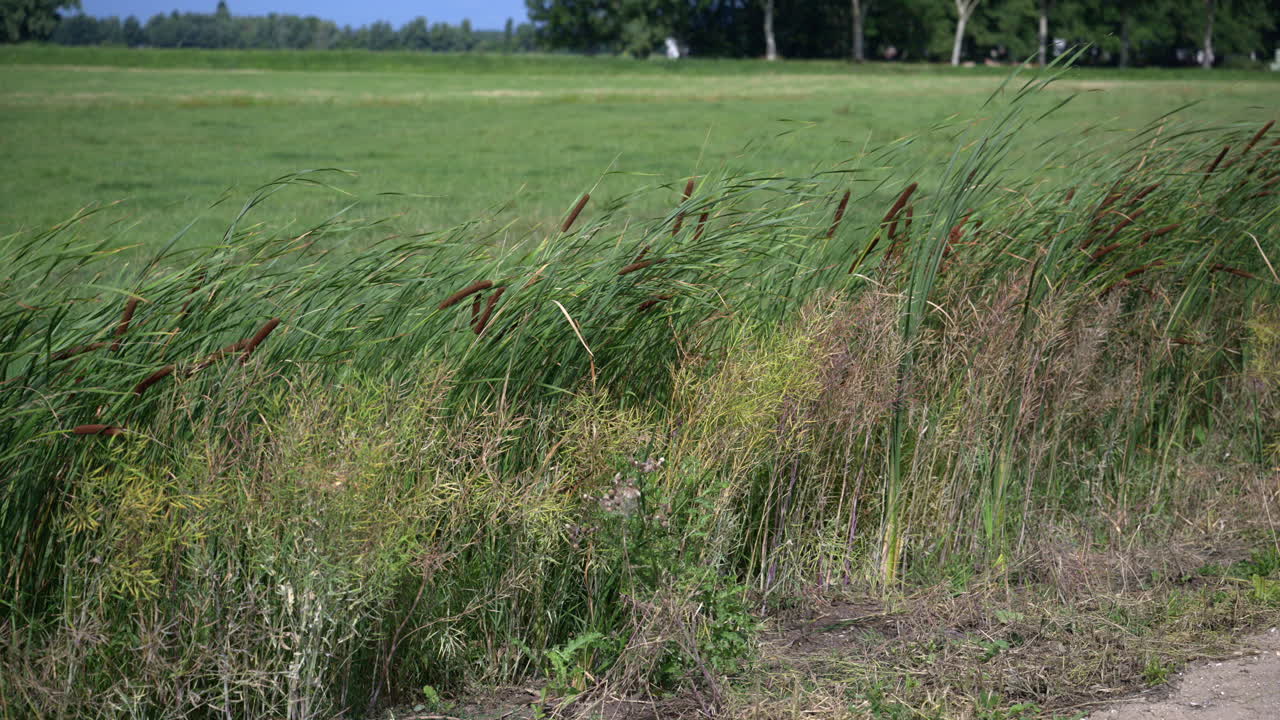 espadaña de hoja ancha o espadaña, junto a un prado en el viento, los países bajos