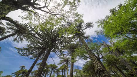 Lapso-De-Tiempo-De-árboles-De-Araucaria-En-Villa-Pehuenia,-Neuquén,-Argentina,-Plano-General-De-ángulo-Bajo