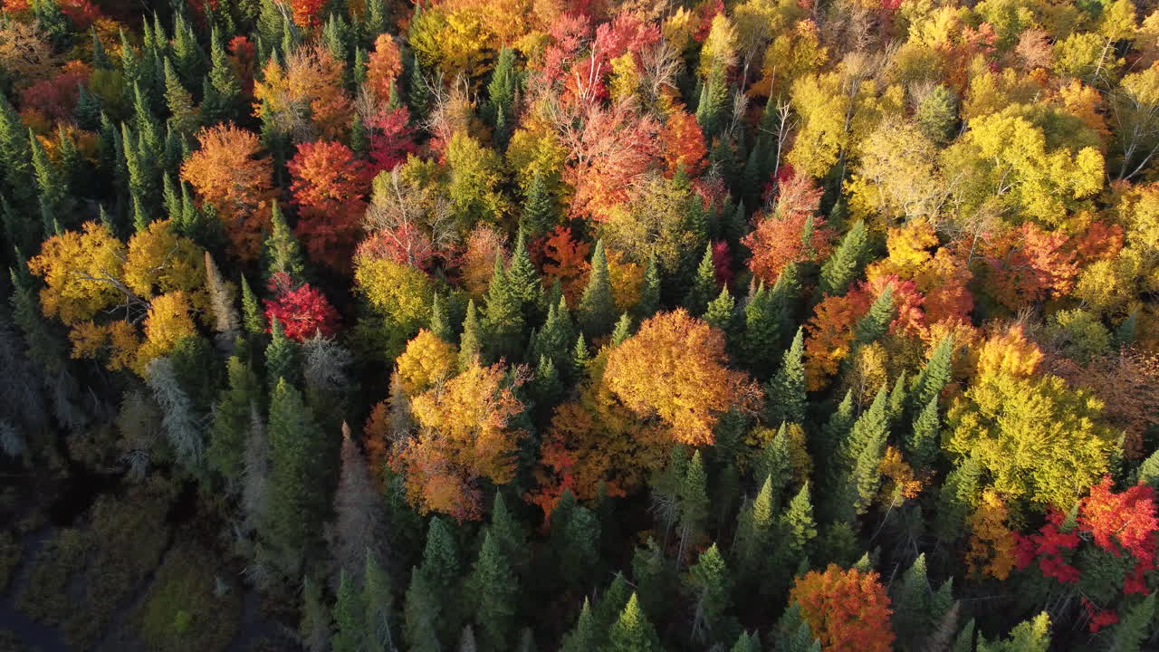 Vista aérea del bosque de otoño