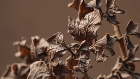 close-up of dried brown leaves