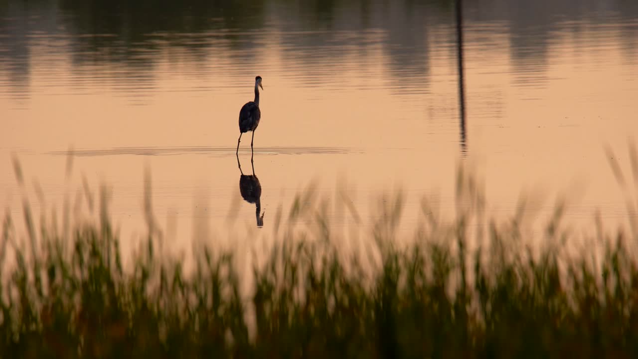 una gran garza azul pescando en un estanque durante la puesta de sol