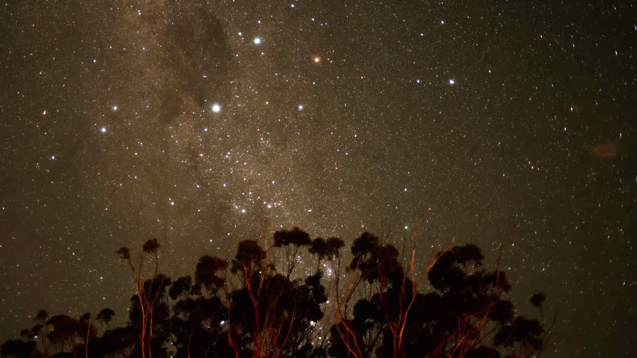 Stars and trees under a clear night sky