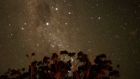 estrellas y árboles bajo un cielo nocturno despejado