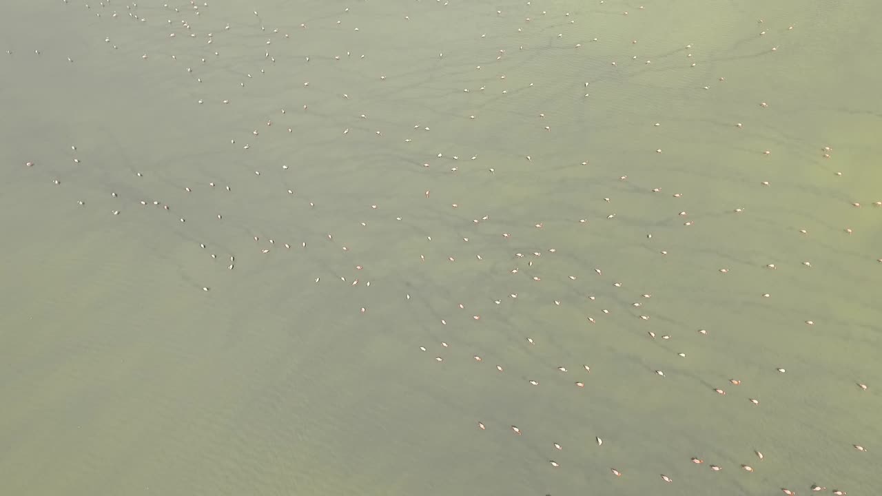 녹색 호수 hd 공중 클립에서 플라밍고 무리를 비행하는 드론 영상