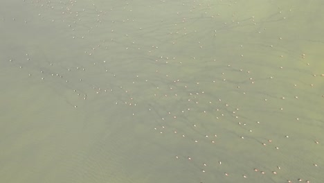 Drone-footage-flying-over-a-group-of-flamingos-in-a-green-lake-HD-aerial-clip