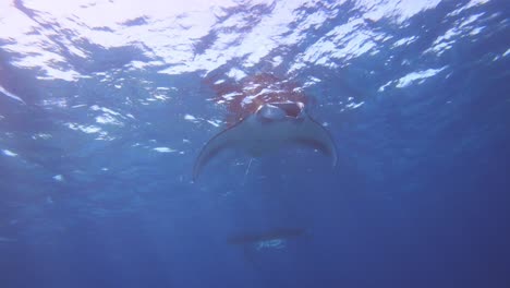 two manta ray swimming just below the service