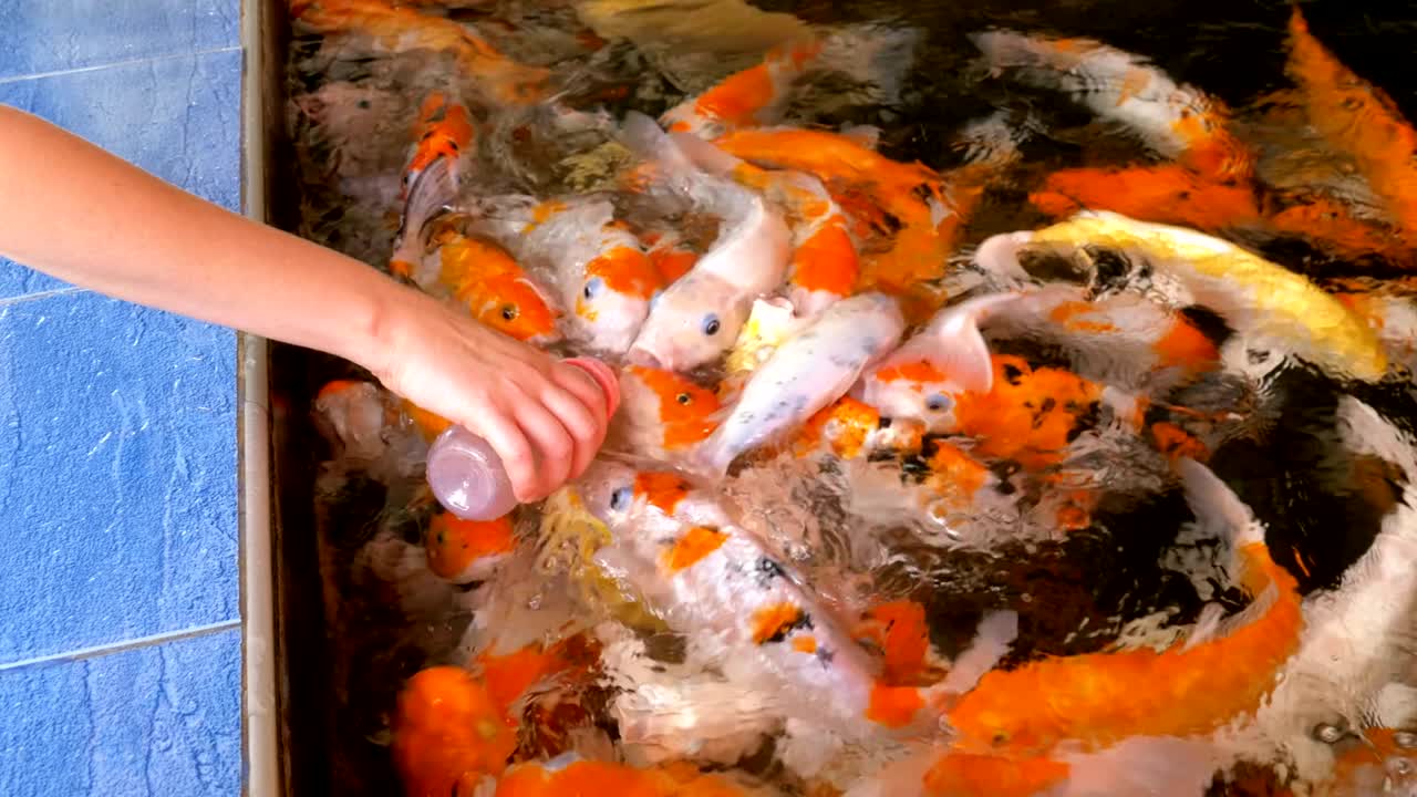 질이 있는 병에서 다채로운 일본 은 카프를 먹이는 태국