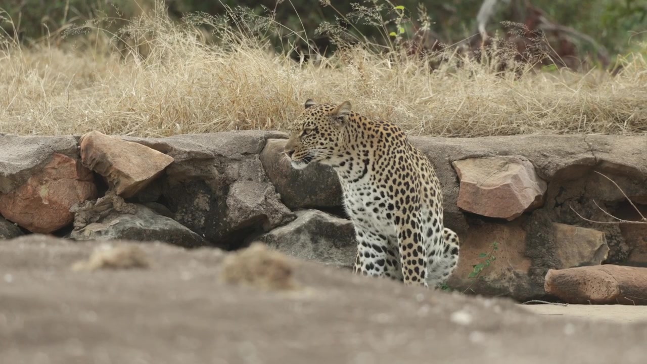 Botsvana'da rüzgarlı bir günde kayaların arasında oturmuş çevresini tarayan bir leopar.
