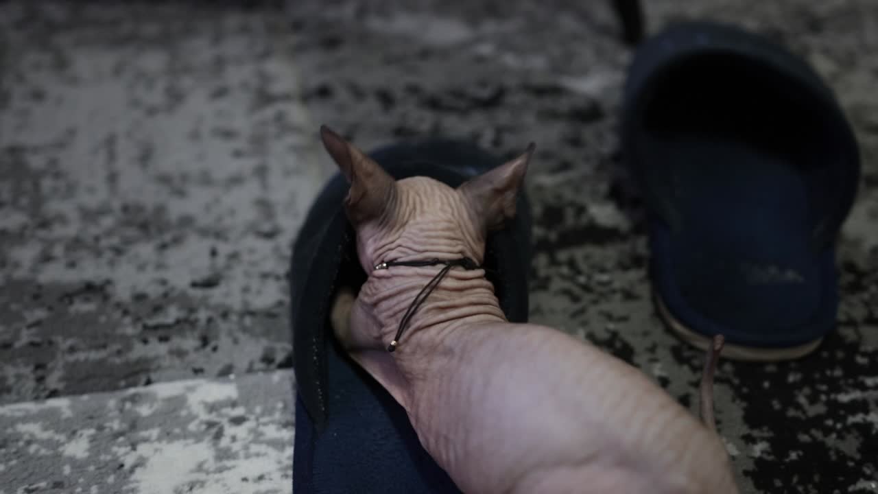 Vista da dietro di un gattino Sphynx che gioca con una pantofola sul pavimento