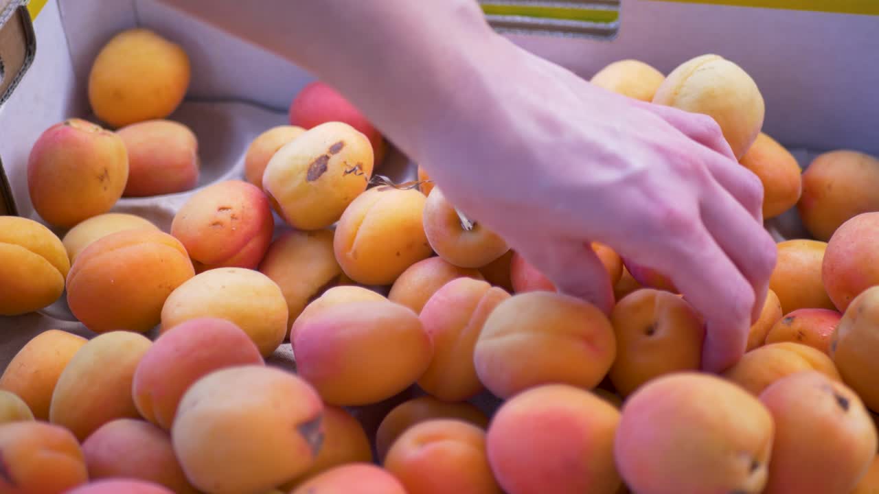 Slow motion close up of customer's hands picking fresh and organic apricot fruits from a cardboard box at a local farmer's market food and produce store in Sydney Australia nutrition and agriculture