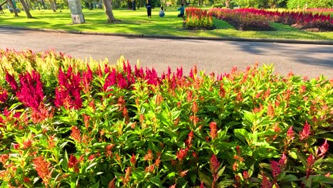 flores vibrantes en un entorno de parque sereno