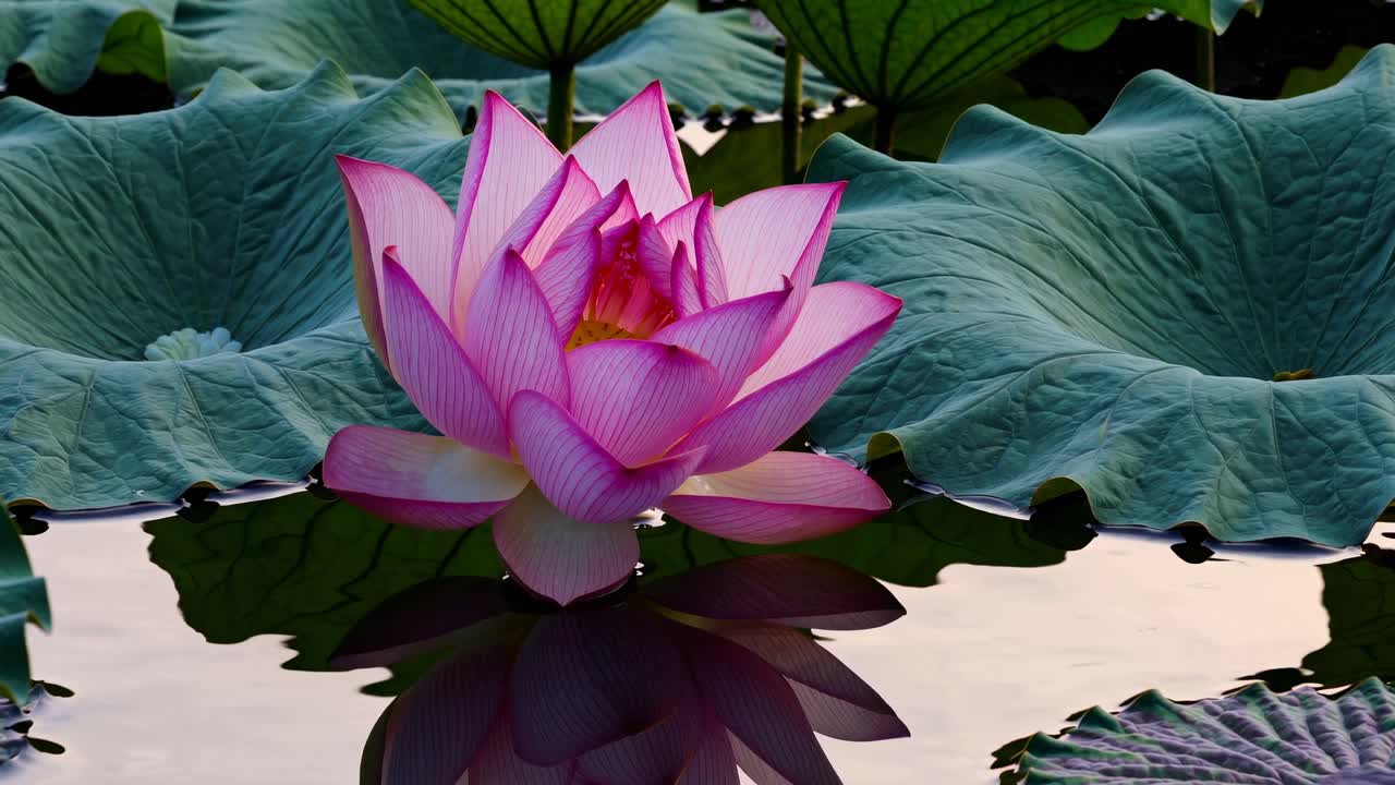 A serene close-up video of a pink lotus flower in bloom, captured at a low angle