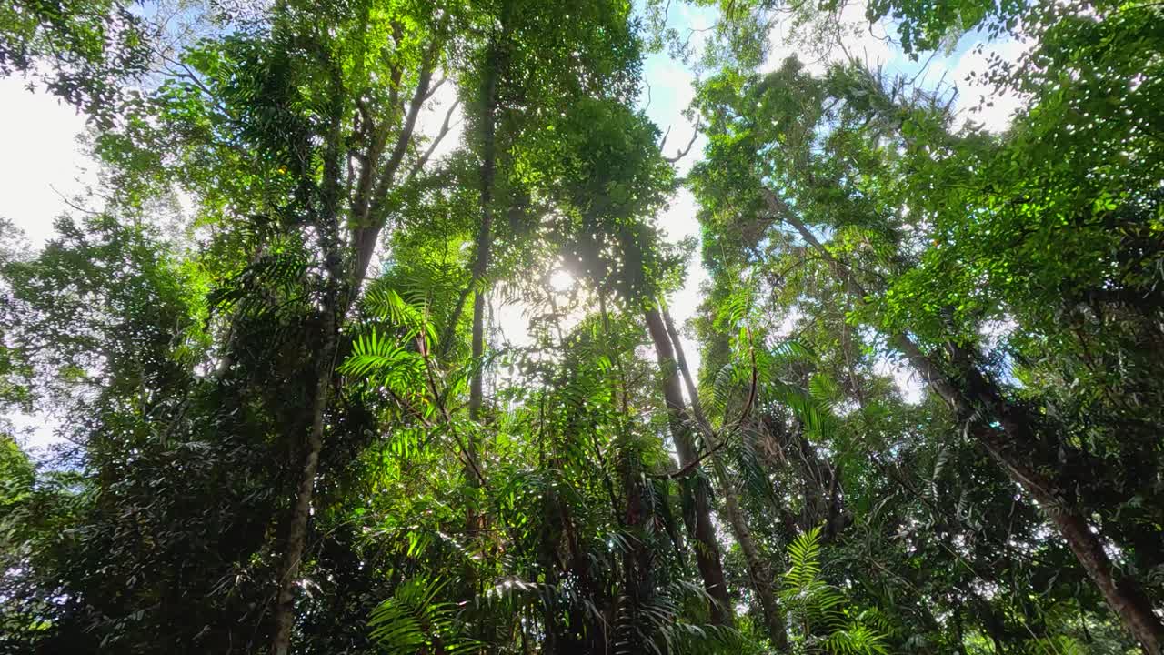 Lush green canopy with sunlight filtering through tall trees in Daintree Rainforest, creating a serene and vibrant atmosphere