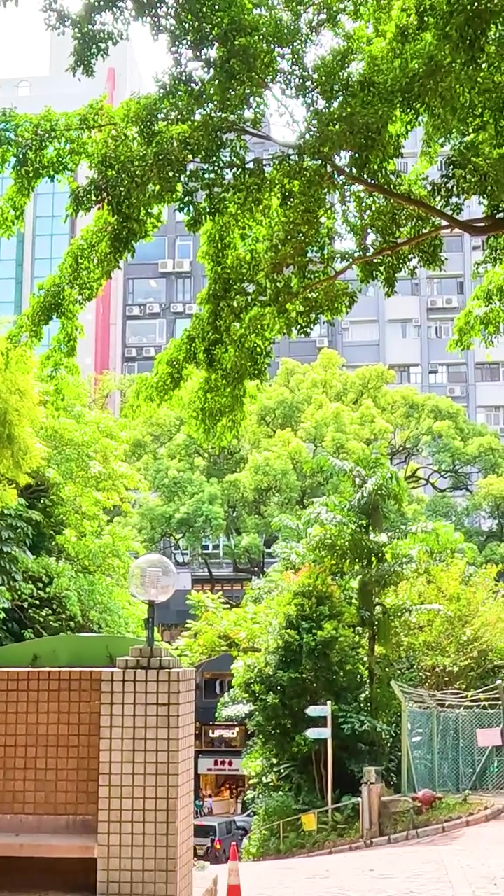 Pessoas caminhando debaixo de árvores num parque público