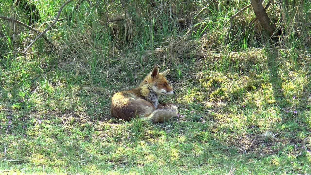 A red fox lies in the grass and looks around