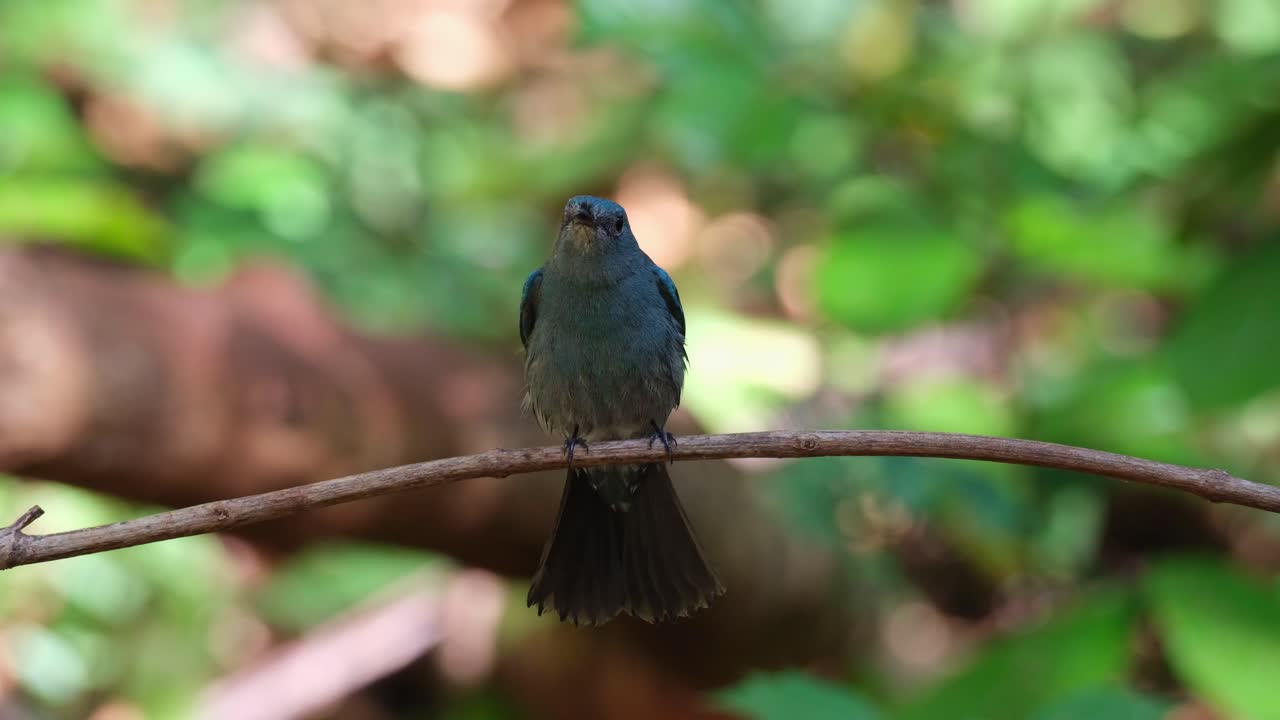 extendiendo su cola y moviendo arriba y abajo mientras mira directamente hacia la cámara visto en el bosque encaramado en una vid, cazamos moscas verditer eumyias thalassinus, tailandia