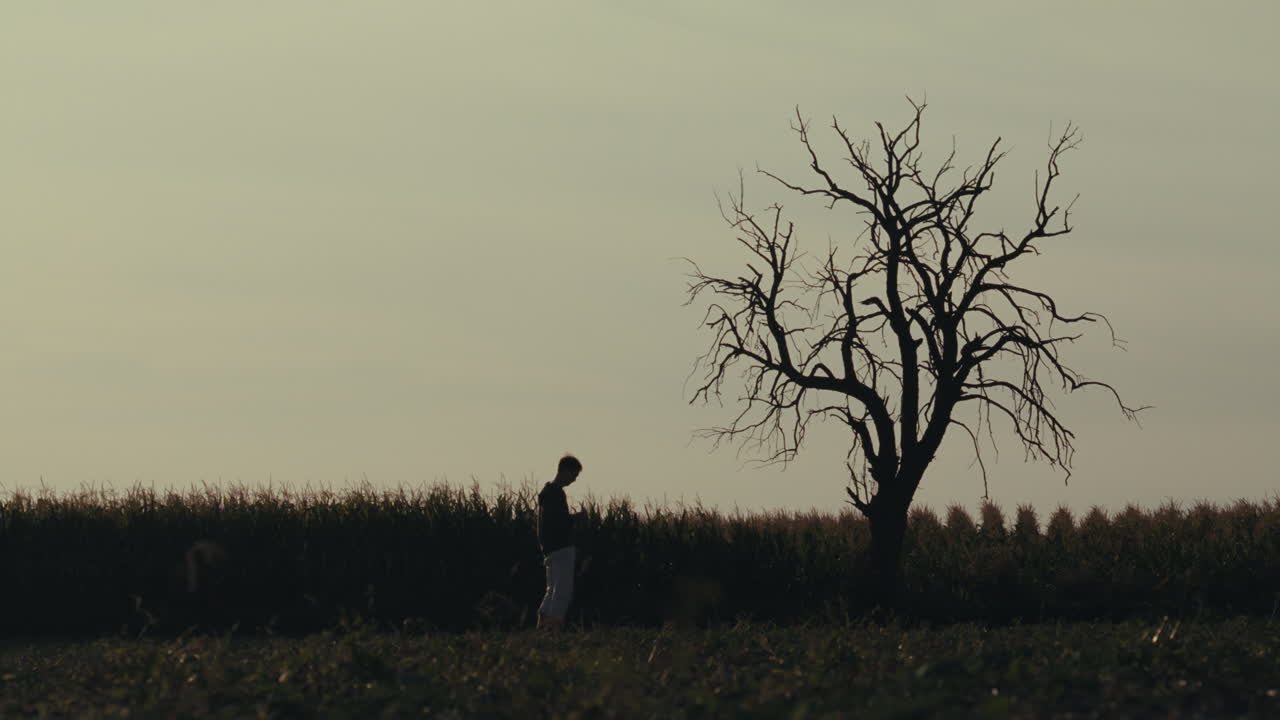 Solitary Figure and Bare Tree Silhouette in a Field at Dusk