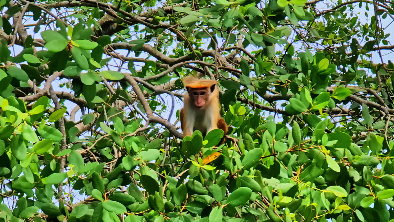 Toque macaque peers down from forest canopy among dense leaves in Sri Lankan jungle