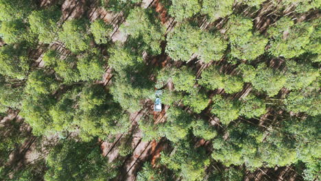 a top-down view of a pickup truck on a dirt road in the middle of a eucalyptus plantation