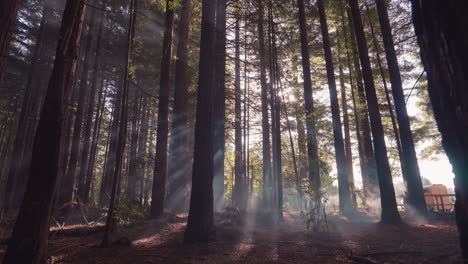 rayos de luz mágicos en el bosque de secuoyas humeantes de nueva zelanda, cámara lenta