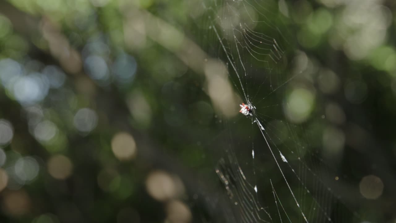 Ảnh cận cảnh mạng nhện với một con nhện Orb Weaver có gai ở giữa, trong một khu vực nhiều cây cối ở Florida. Kết cấu mạng nhện chi tiết và tập tính côn trùng tự nhiên