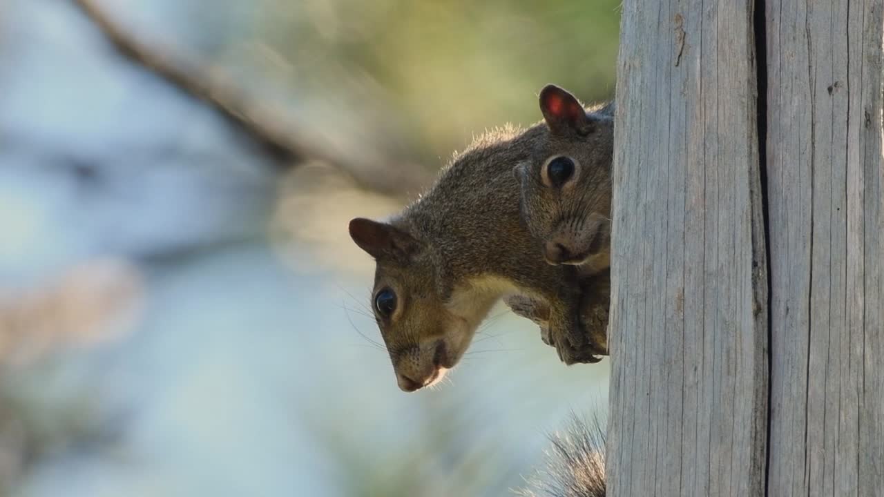 dos ardillas grises escondidas en un árbol después de ser perseguidas por un depredador