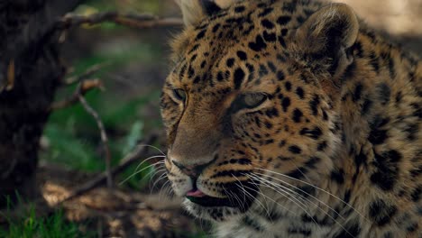 beautiful leopard turning to look the camera's way - slowmo