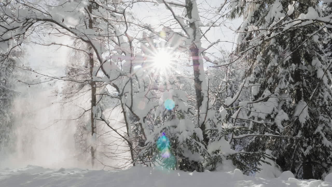 Slow Motion Dolly shot with an Electronic Gimbal showing winter forest with snow falling and sunshine through the trees creating a lens flare effect