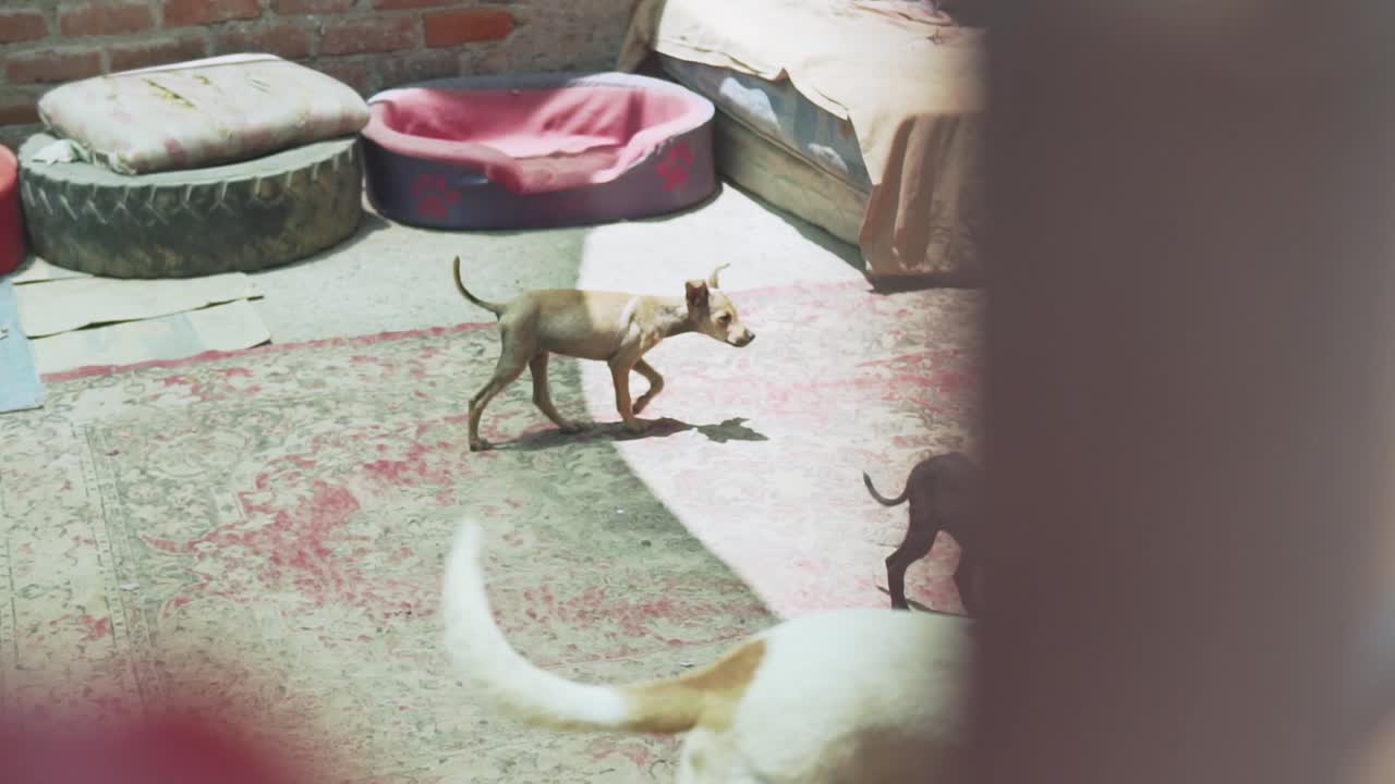 느린 동작 120fps - 귀여운 작은 강아지들이 개 터에서 음식을 얻기 위해 모입니다.