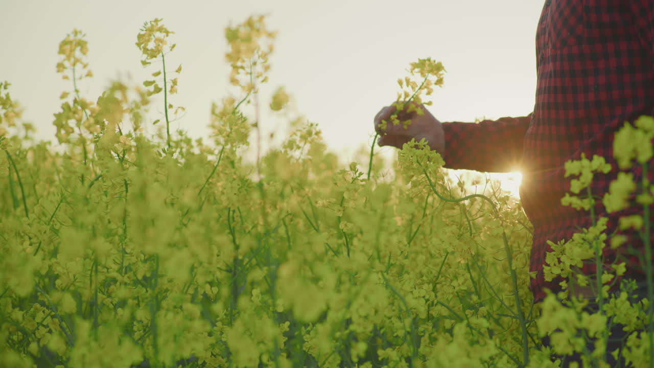 Farmer Touching Blooming Yellow Canola at Sunset