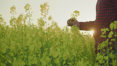 farmer touching blooming yellow canola at sunset