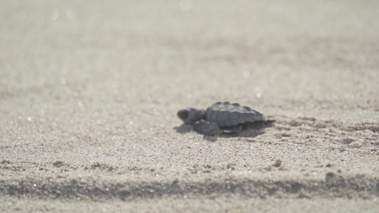 Moment a newly hatched sea turtle, an Olive Ridley, scrambles across a sandy beach in Oaxaca, Mexico, making its perilous, instinctive journey toward the vast Pacific Ocean