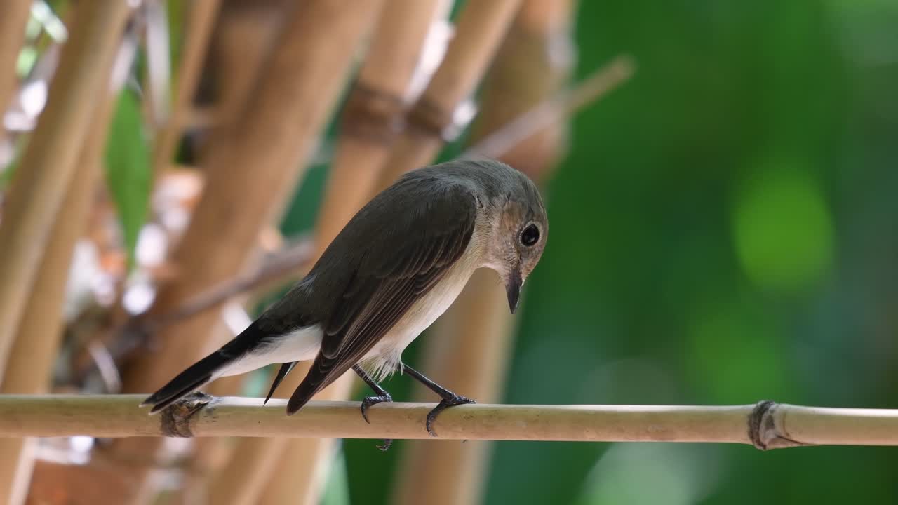 red-throated flycatcher, ficedula albicilla, 마른 대나무 배경과 그것의 절반은 녹색 대나무의 움직이는 녹색 보케와 함께 꼬리를 위아래로 움직이는 동안 자리 잡고 있습니다.