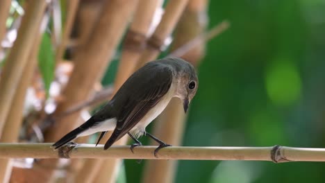 Red-throated-Flycatcher,-Ficedula-albicilla,-perched-while-moving-its-tail-up-and-down-with-dried-bamboo-background-and-half-of-it-a-moving-green-bokeh-of-green-bamboos