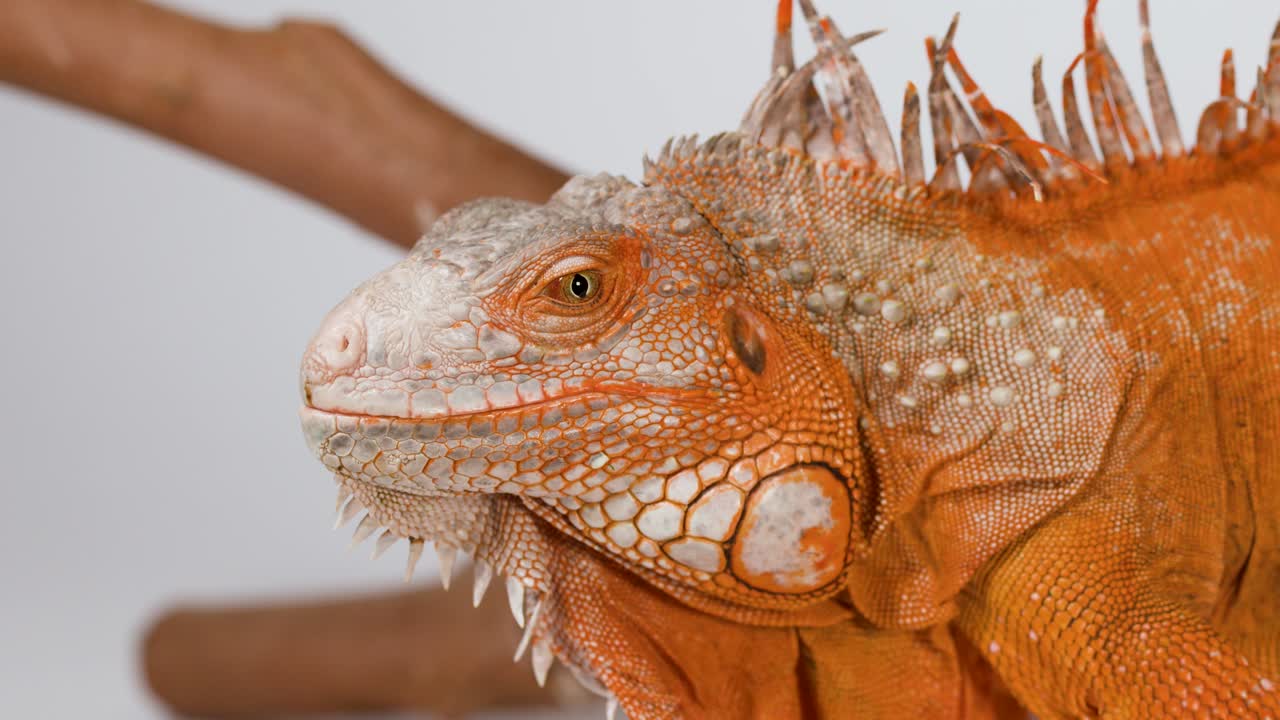 Un primer plano detallado de una iguana naranja descansando tranquilamente sobre una rama de madera
