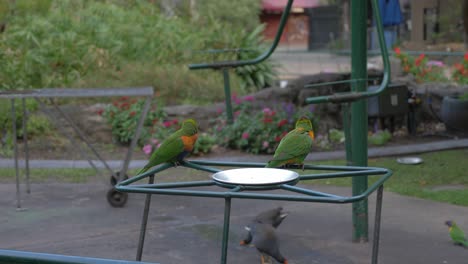 los loritos arcoiris volaron lejos del comedero para pájaros - santuario de vida silvestre currumbin - costa dorada, queensland, australia