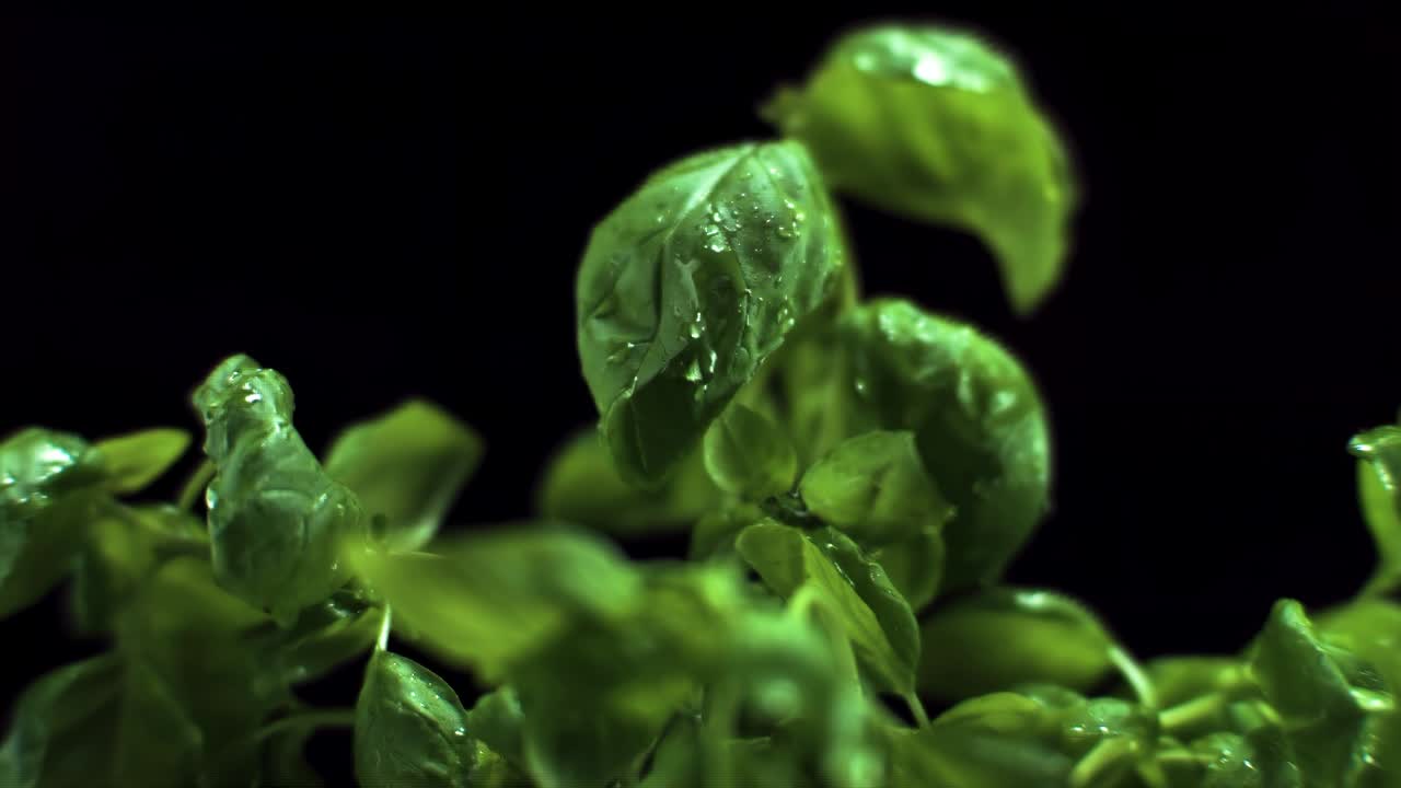 albahaca en cámara súper lenta 1400 fps con gota de agua en la hoja