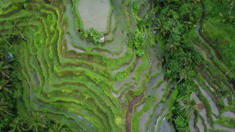 lush green layers of terraced rice crops