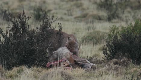 молодая пума поедает гуанако в южной америке