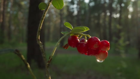 sunlit red currants on branch in forest with sun flare and dew drops