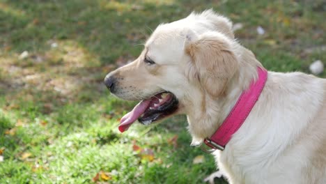 golden retriever in a park