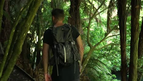 young caucasian man from behind walking through native lush forrest along putaruru blue spring creek in new zealand