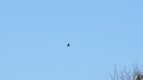 Bussard-Gleitet-In-Zeitlupe-Am-Blauen-Himmel-In-Der-Ferne