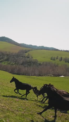 strong dark brown horses with offspring gallop along lush meadow on slope on sunny day aerial view. free equine stocks graze in wilderness slow motion