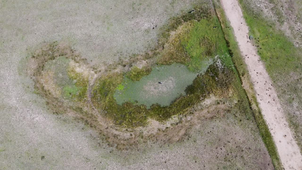 presa afectada por la sequía con aves en australia