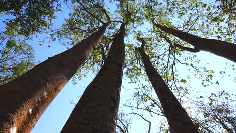 agarwood tree