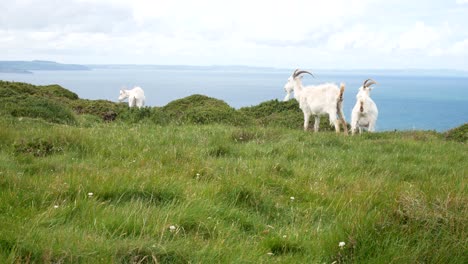 group of horned goats on rugged grass windy mountain wilderness summit