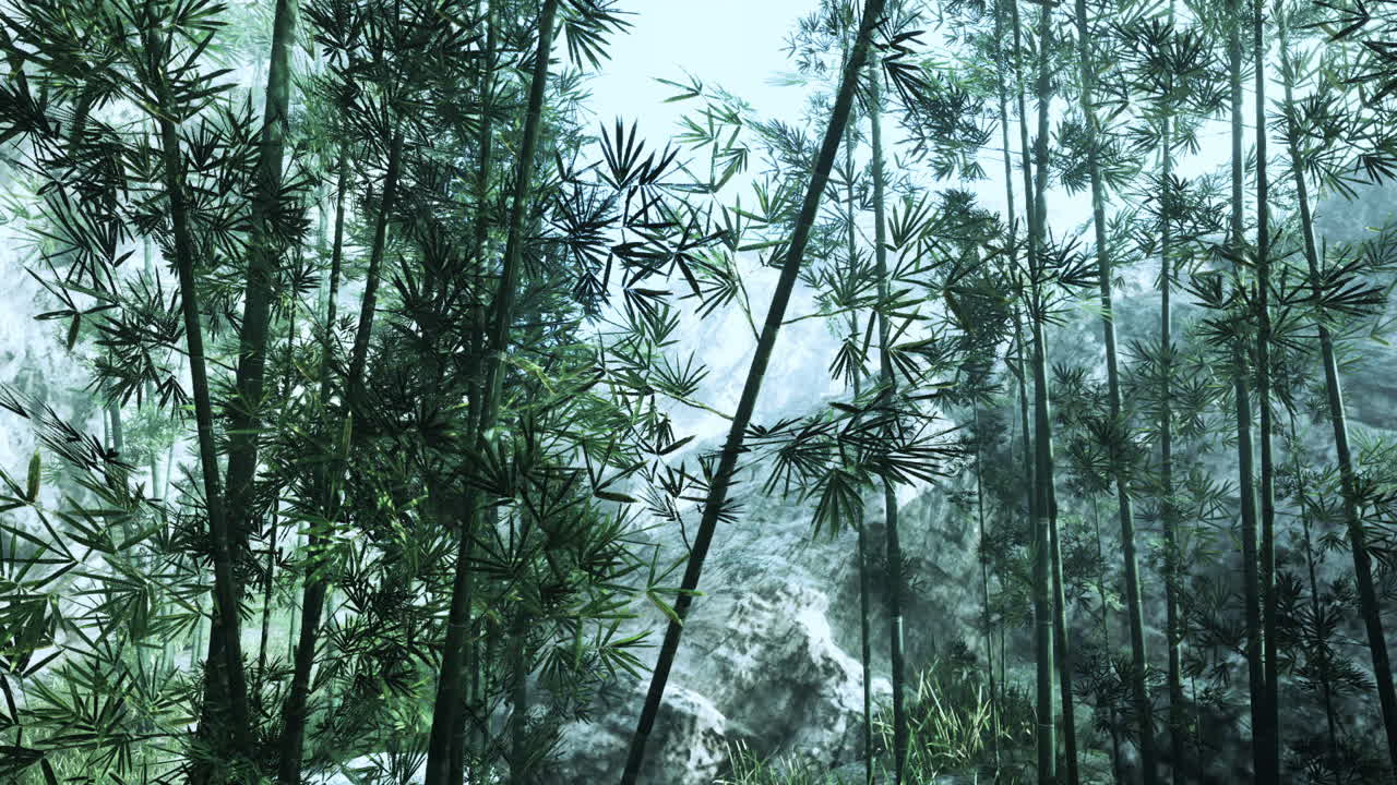 Serene bamboo grove among mountains in china during misty morning